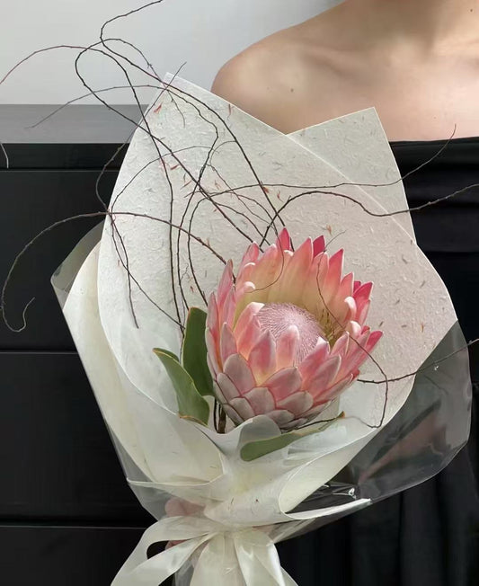 South African Powder King(Anchor development)